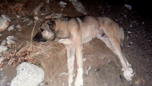 Sokak köpeğini av tüfeği ile vuran kişiye 1286 TL para cezası
