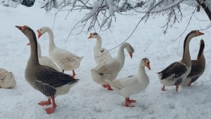 Baktırlı Mahallesinde Kartpostallık Görüntüler