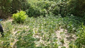 560 kök kenevir bitkisi ele geçti