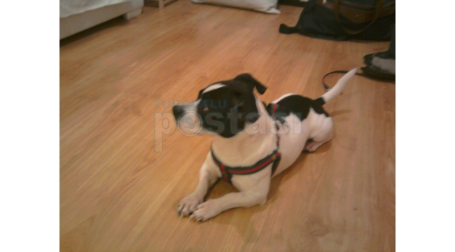 Jack Russel cinsi siyah beyaz olan köpek çalındı