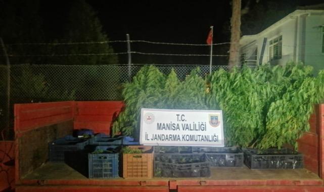 446 kök kenevir bitkisi ele geçirildi
