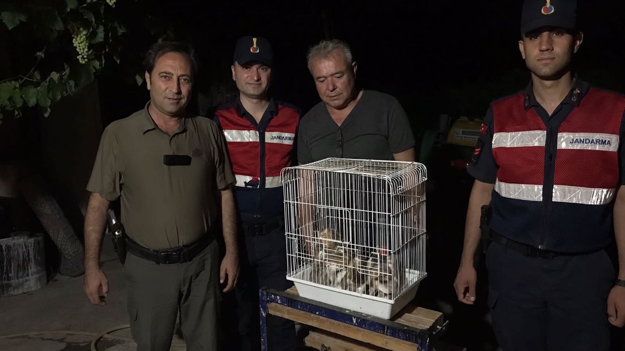 5 yavru paçalı baykuş