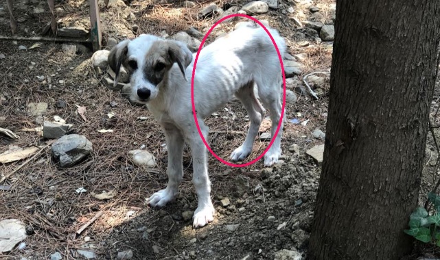 Anne köpek ve yavruları perişan durumda