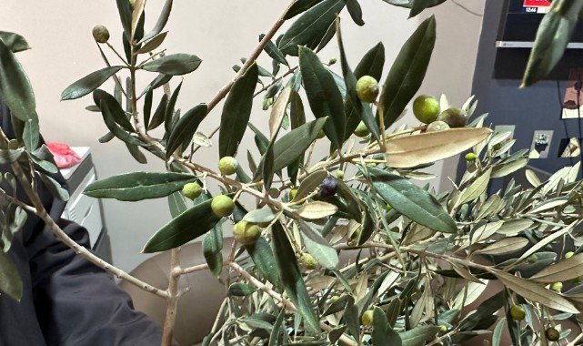 Turgutluda Zeytin Ağacı İkinci Kez Meyve Verdi