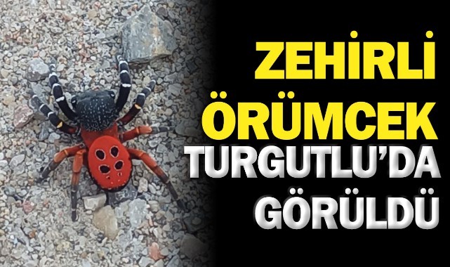 Zehirli örümcek Turgutluda görüldü