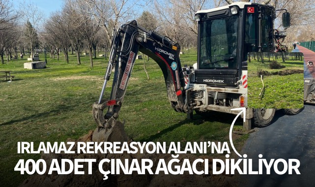 Irlamaza 400 adet çınar ağacı dikiliyor