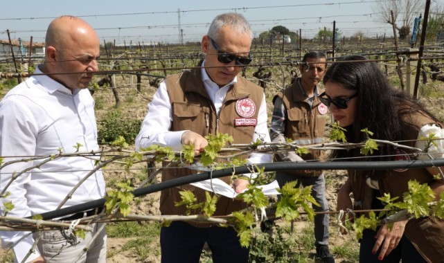 İl Müdürü Öztürk, bağ ve buğday alanlarında incelemelerde bulundu