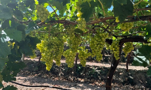 Superior Seedless çeşidi için hasat ve ihraç tarihleri belirlendi