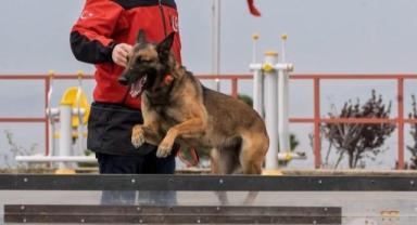 İzmir İtfaiyesi’nin Arama Kurtarma Köpekleri Mucizeler Yaratıyor 