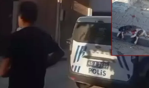 Bir sokak kedisini pompalı tüfekle vurarak öldürdü
