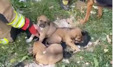9 yaşındaki kız sayesinde yavru köpek kurtarıldı