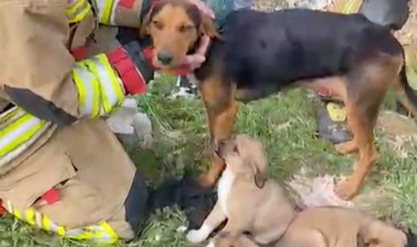 9 yaşındaki kız sayesinde yavru köpek kurtarıldı