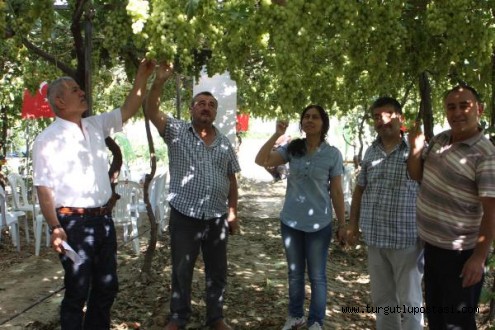 Serada yetişen ilk üzüm hasada hazır
