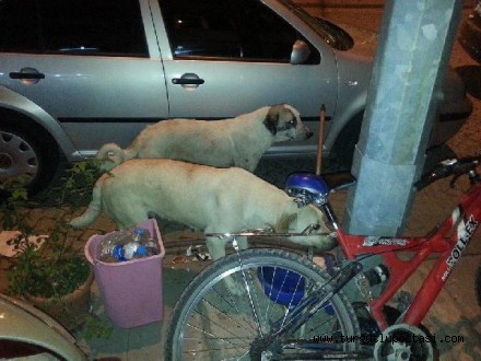 Sokak köpekleri 2 kadına saldırdı