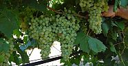 Yaş üzümde Rusya krizi bekleniyor 