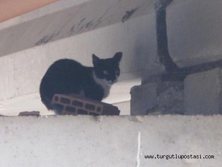 Turgutluda kedi kurtarma operasyonu