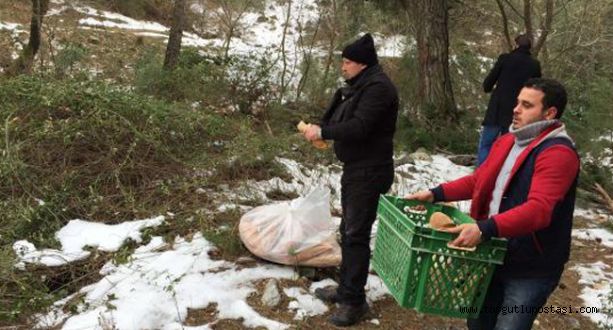 yabani hayvanlar için ekmek bırakıldı