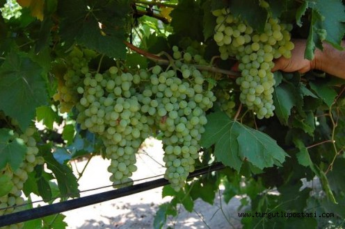 Yaş üzümde Rusya krizi bekleniyor